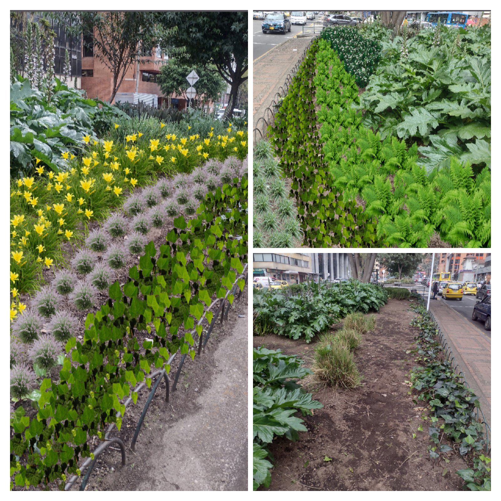jardinería, Mantenimientos. 1